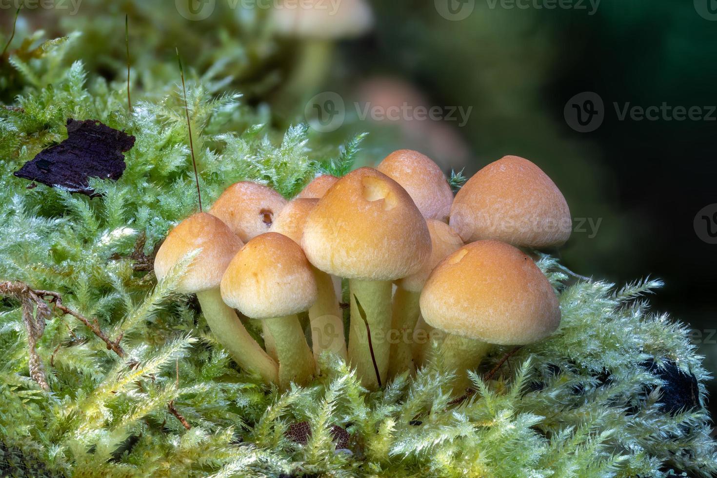 Close up of a green leaved brimstone mushroom on a tree trunk photo