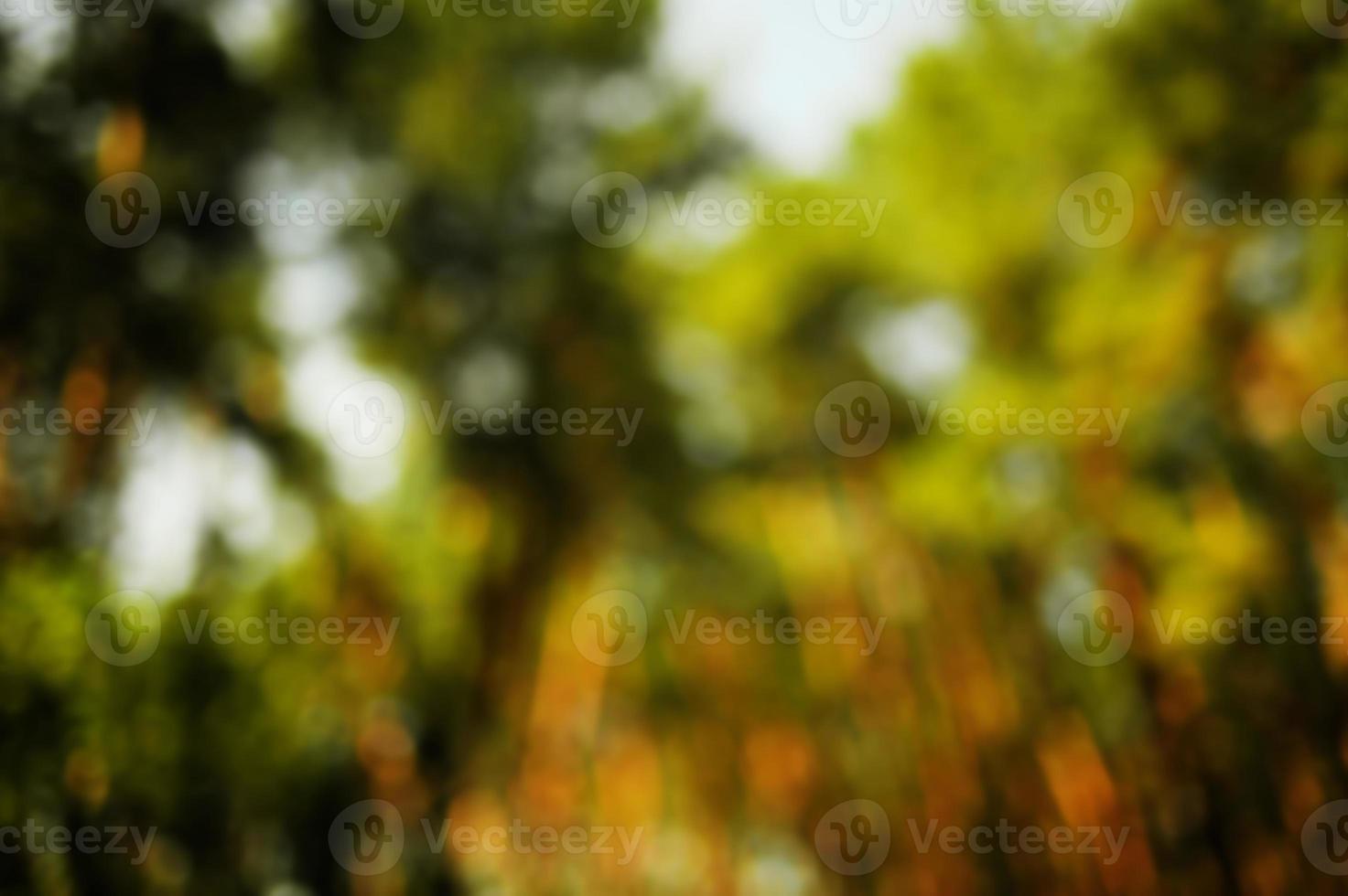 Green bokeh in the forest with sunshine. Nature abstract background. photo