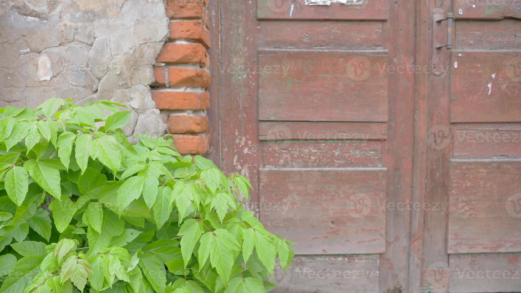 old broken concrete brick wall wooden door plant leaf background image photo