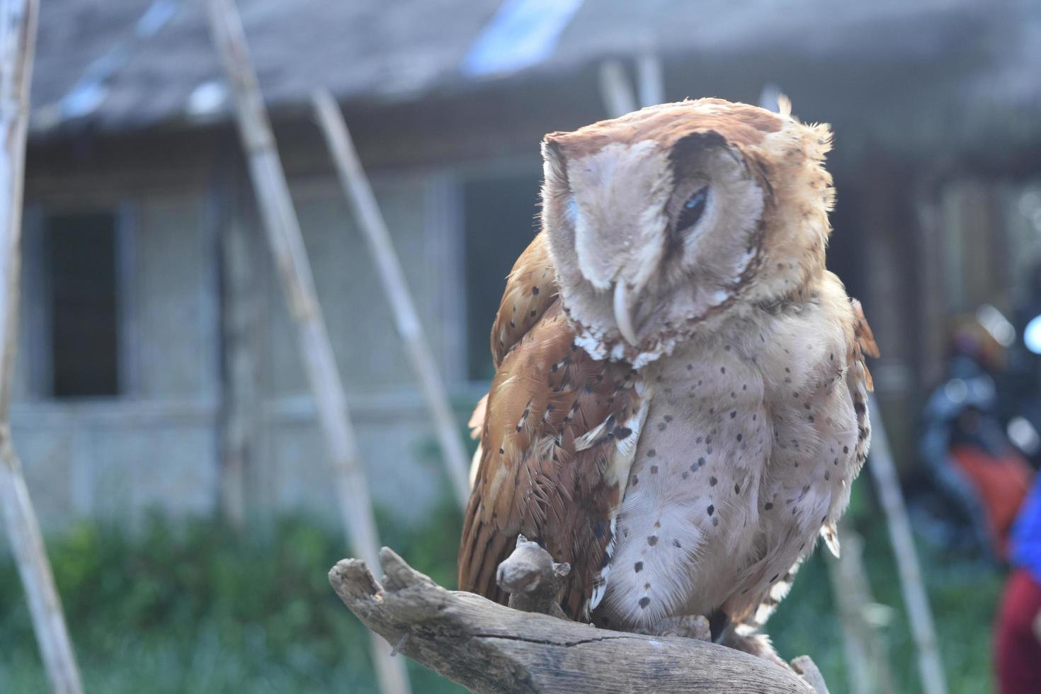 Owl in Dieng, Central Java, Indonesia photo