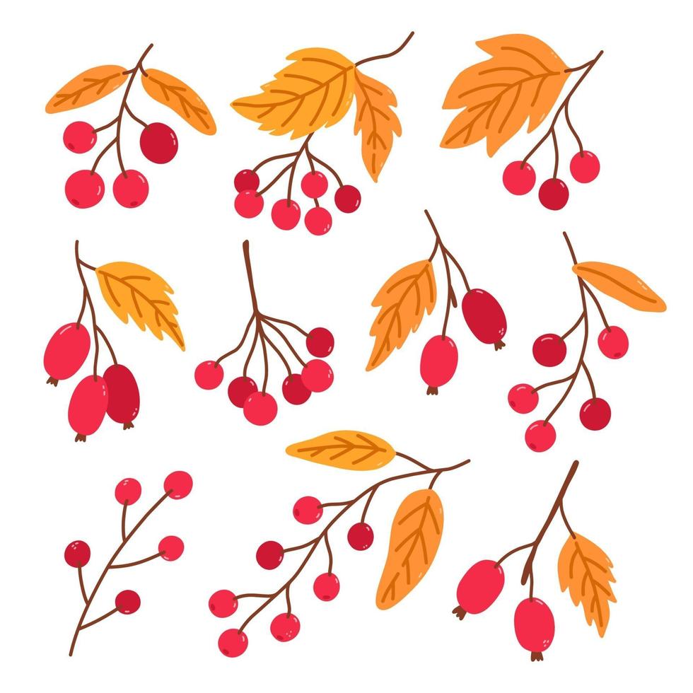 ramitas de escaramujo, viburnum y arándanos vector