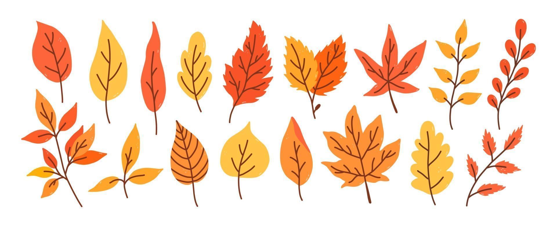 conjunto de diferentes hojas de otoño y ramitas. vector