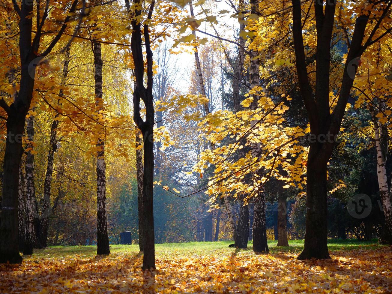 hoja de árbol de otoño en el parque en moscú rusia foto