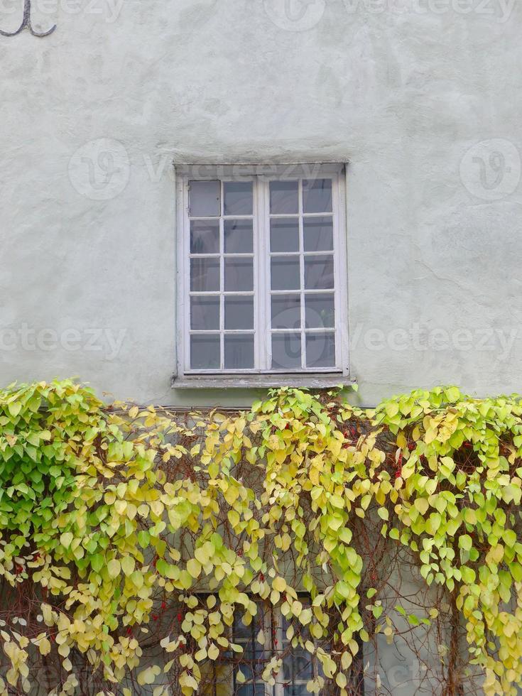 Casa de jardín botánico planta hoja de vid en el casco antiguo de Letonia foto