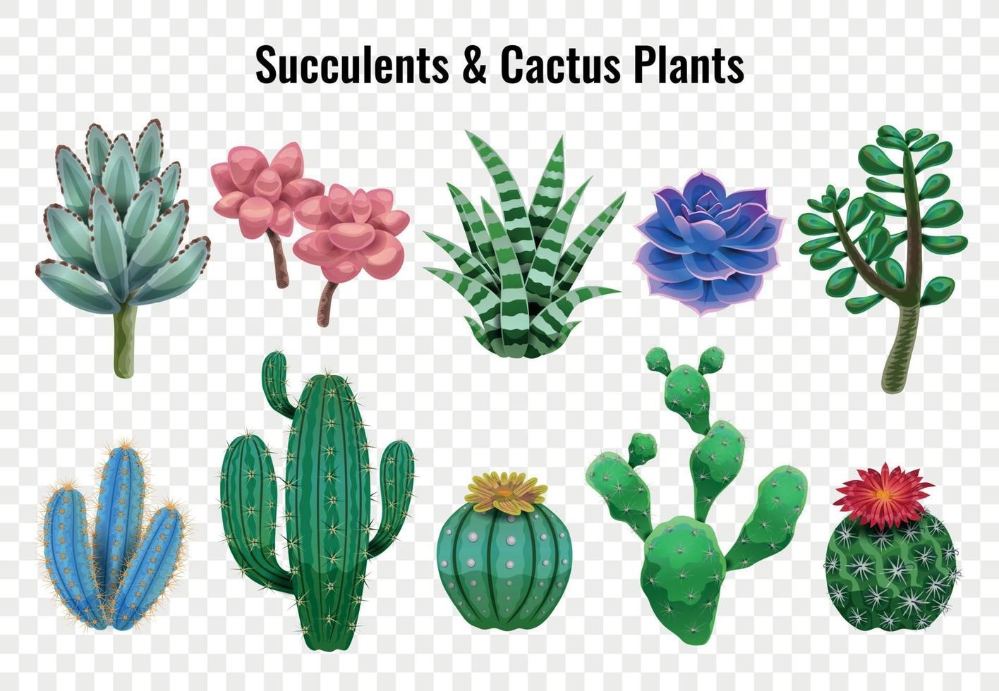 Succulent Cactus Plants Set vector