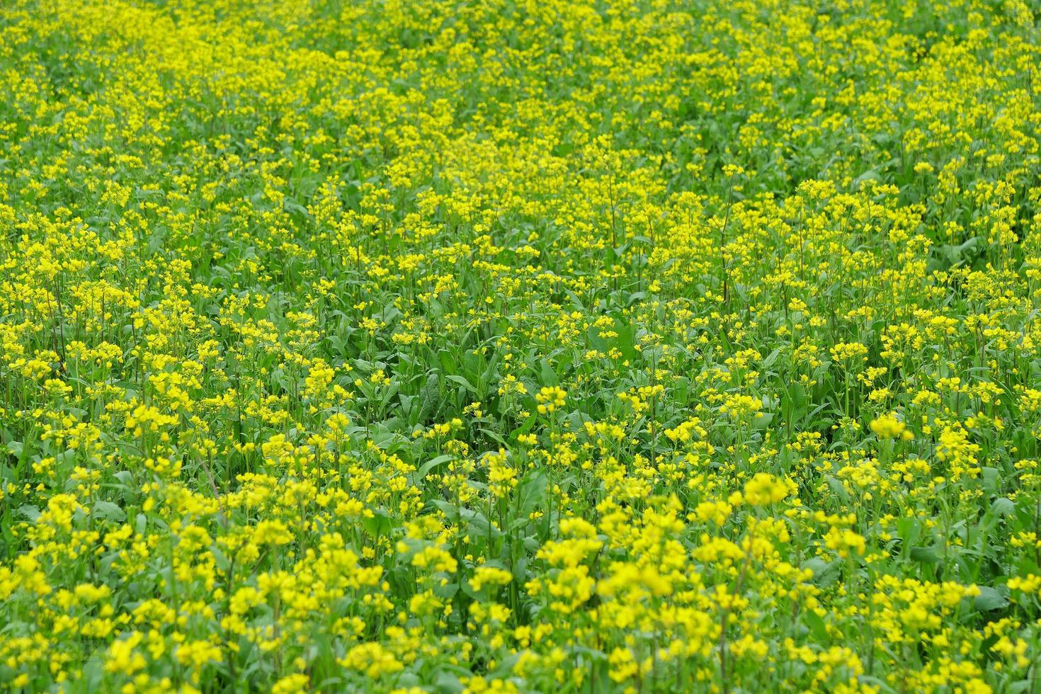 Yellow rape flower background image in Qinghai Province China photo