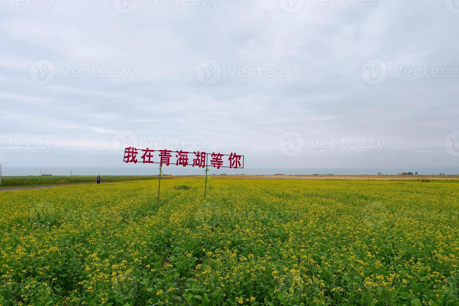 Rape flower field and cloudy sky in Qinghai Province China photo