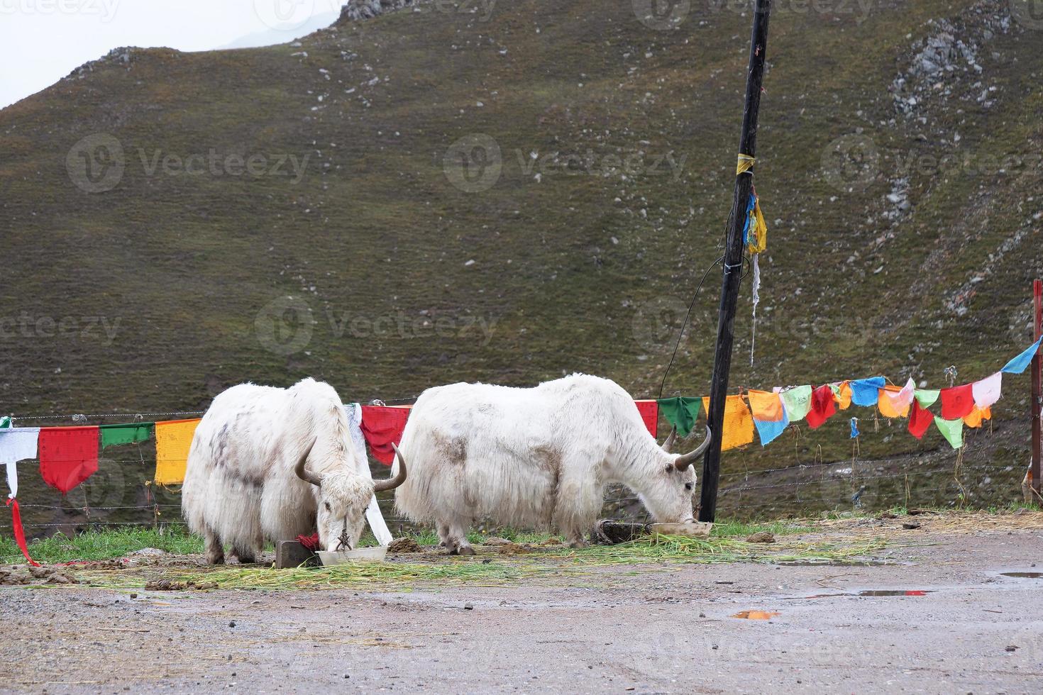 Yak eating grass in Laji Shan Qinghai Province China. photo