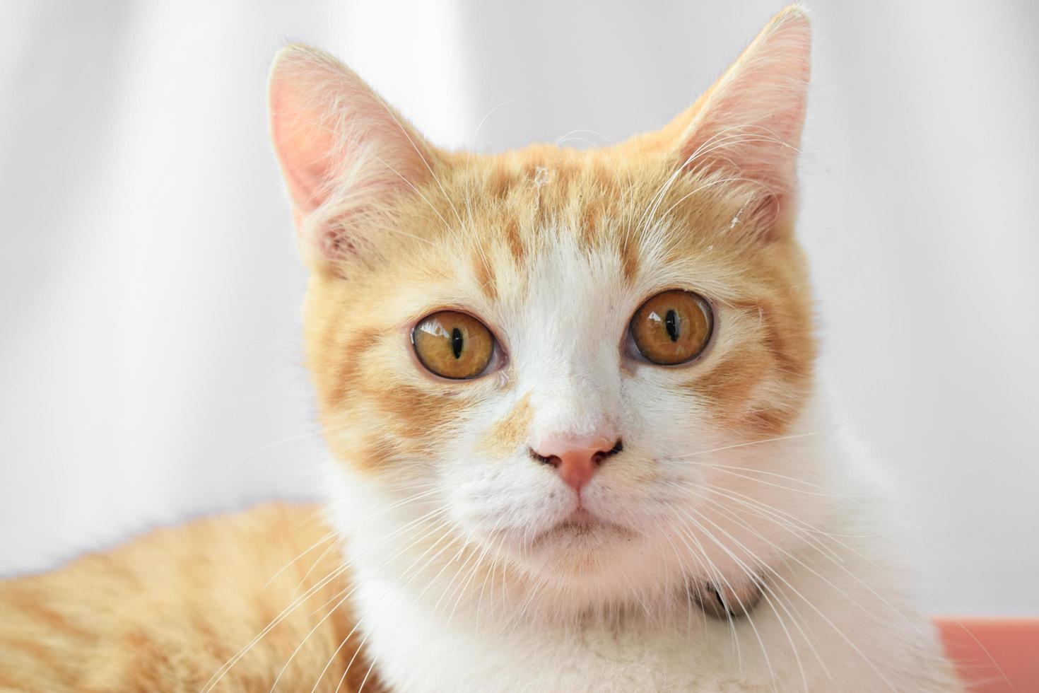 Cute cat on white background photo