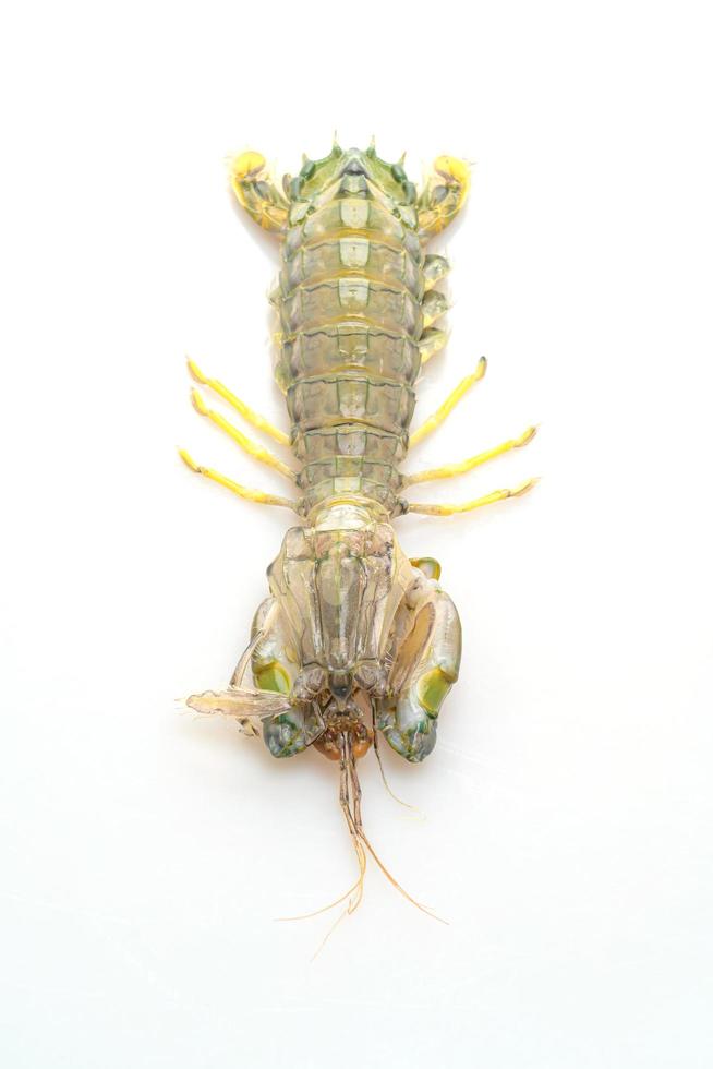 Fresh mantis shrimp on white background photo