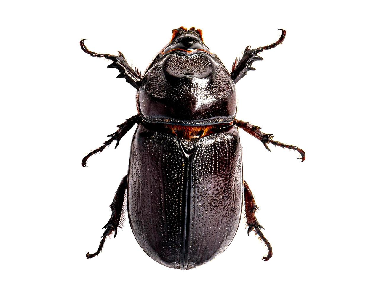 Beetle Oryctes rhinoceros isolated on white background photo