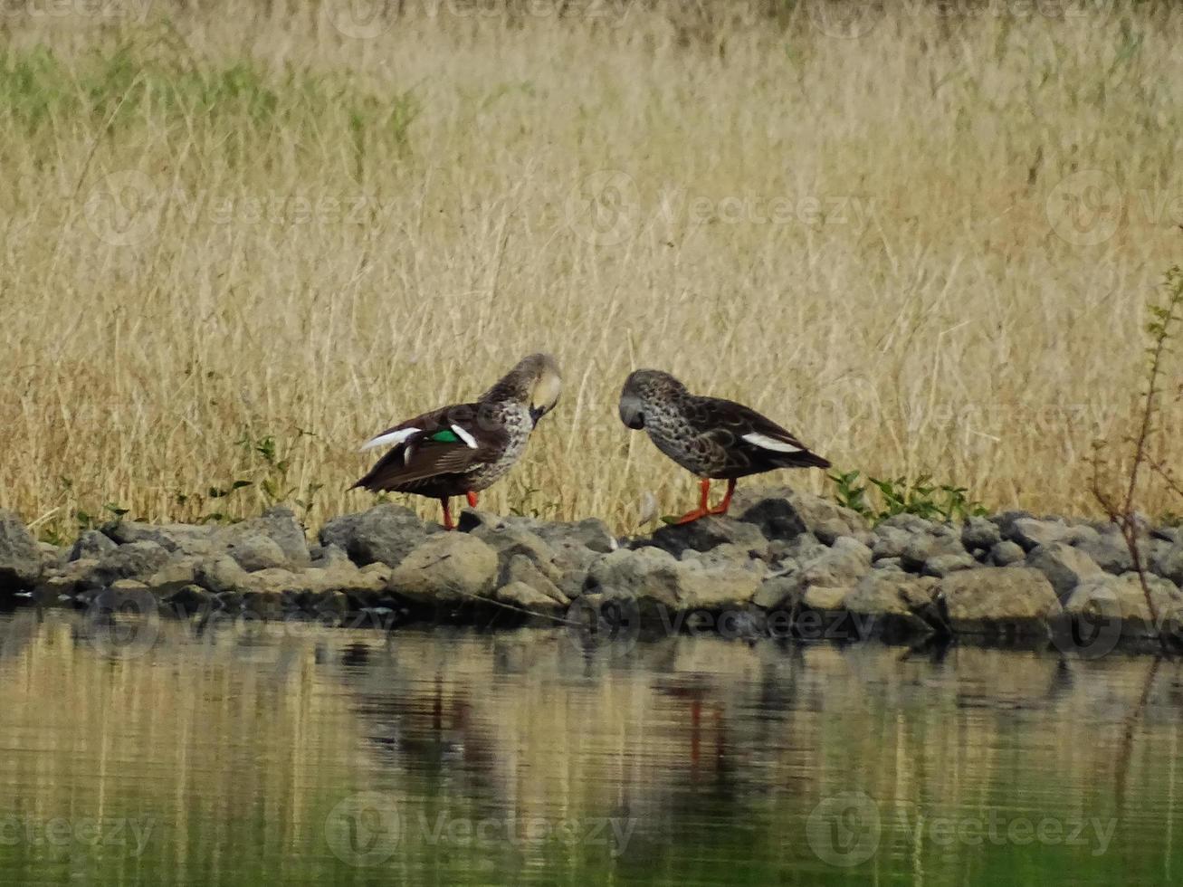 patos manchados indios foto