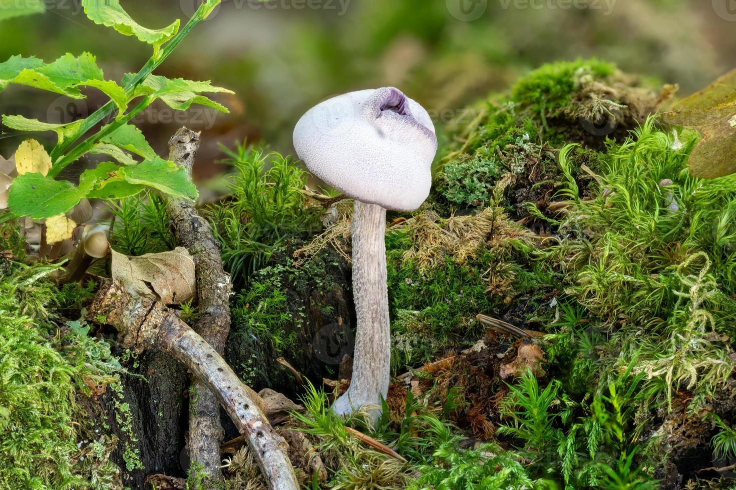 Close up of a single bright purple mushroom among green