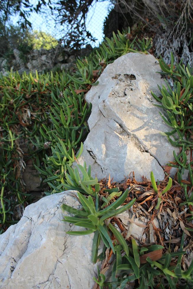 exótica vegetación verde sobre rocas blancas foto