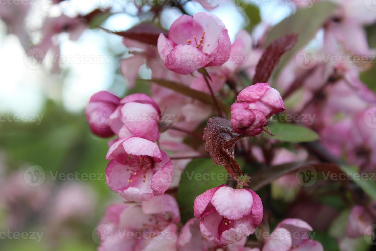 Pink cherry blossoms buds. Sakura photo