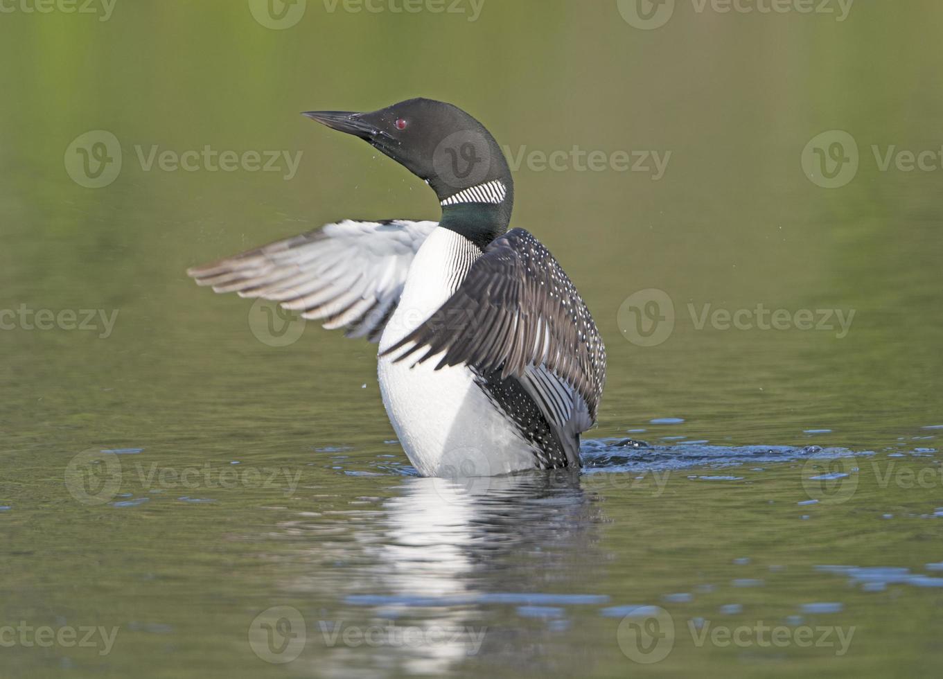 Loon exhibiéndose en un lago desierto foto