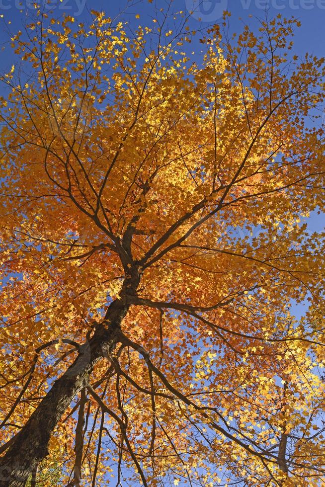 mirando hacia un arce en pleno otoño colores foto