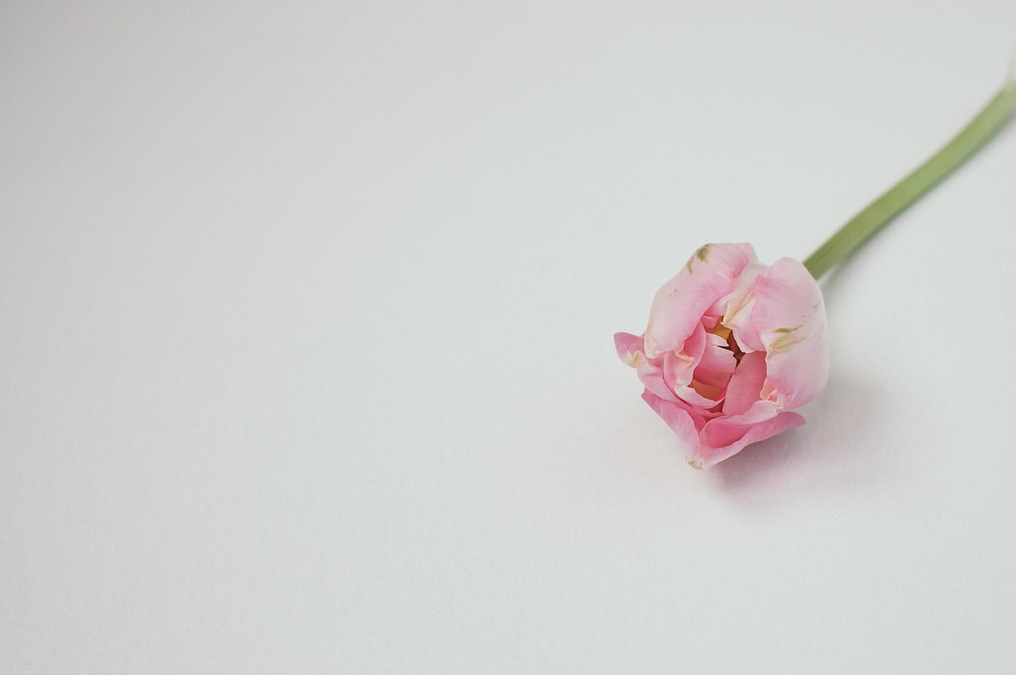 Primer plano de un solo tulipán rosa sobre fondo blanco, copyspace foto