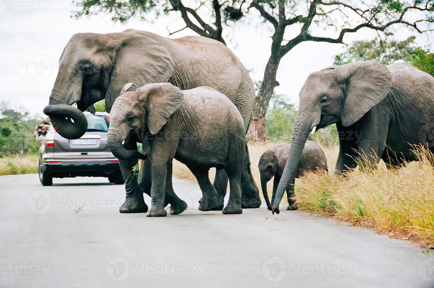 elephants herd cross the road in South Africa national park photo