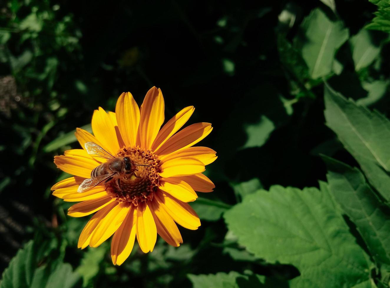 Bee on yellow flower photo