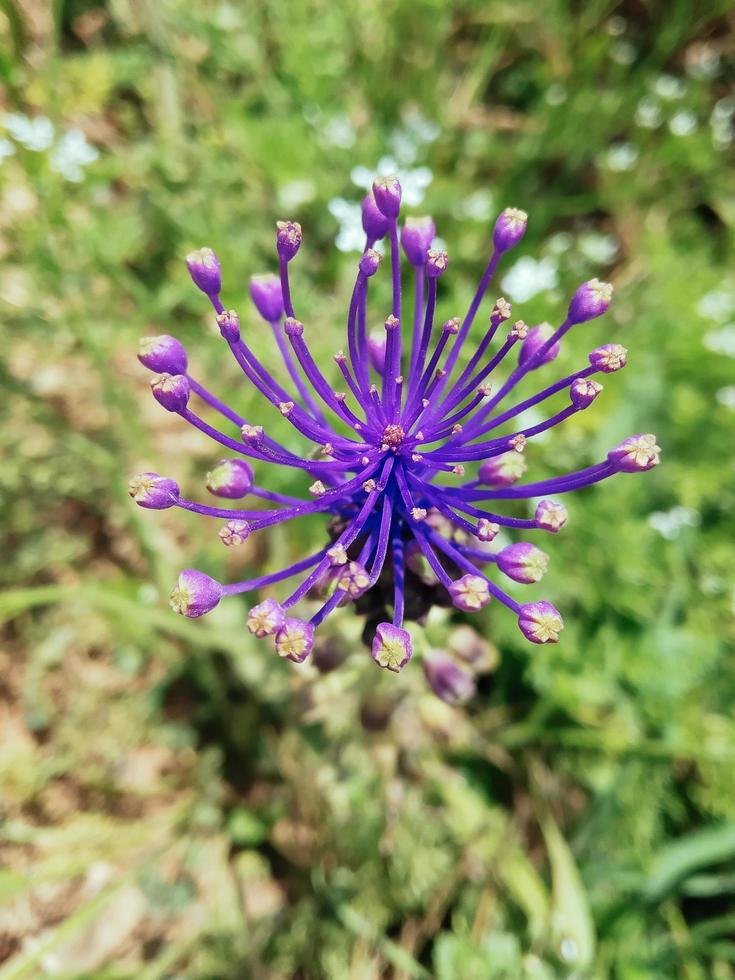 field blooming violet purple flower photo