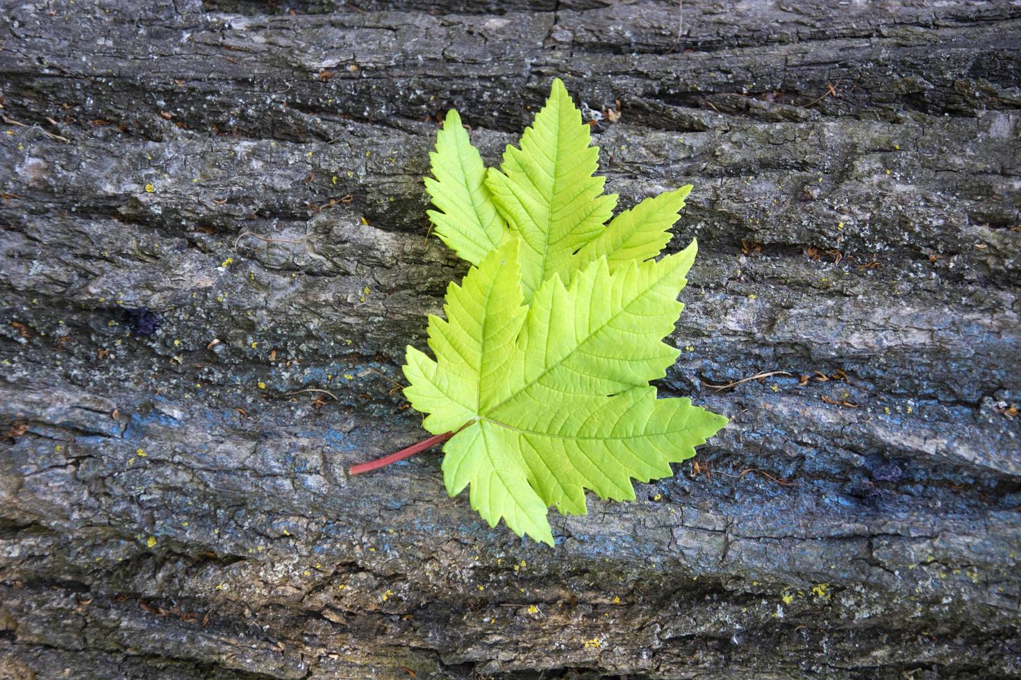 Foliage on the background of the bark of an old tree photo