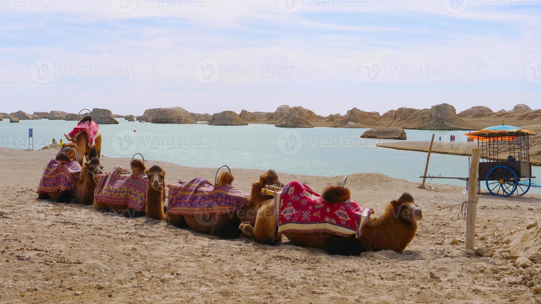 dachaidan wusute water yadan parque geológico y camello qinghai china foto