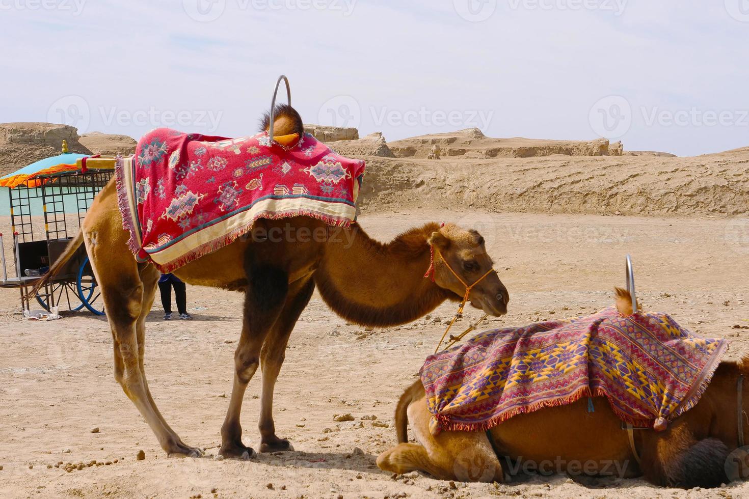 Dachaidan Wusute Water Yadan Geological park and camel Qinghai China photo