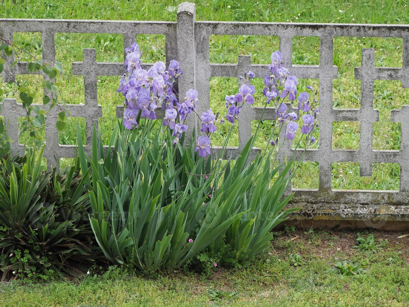 iris iris germanica, flor morada foto