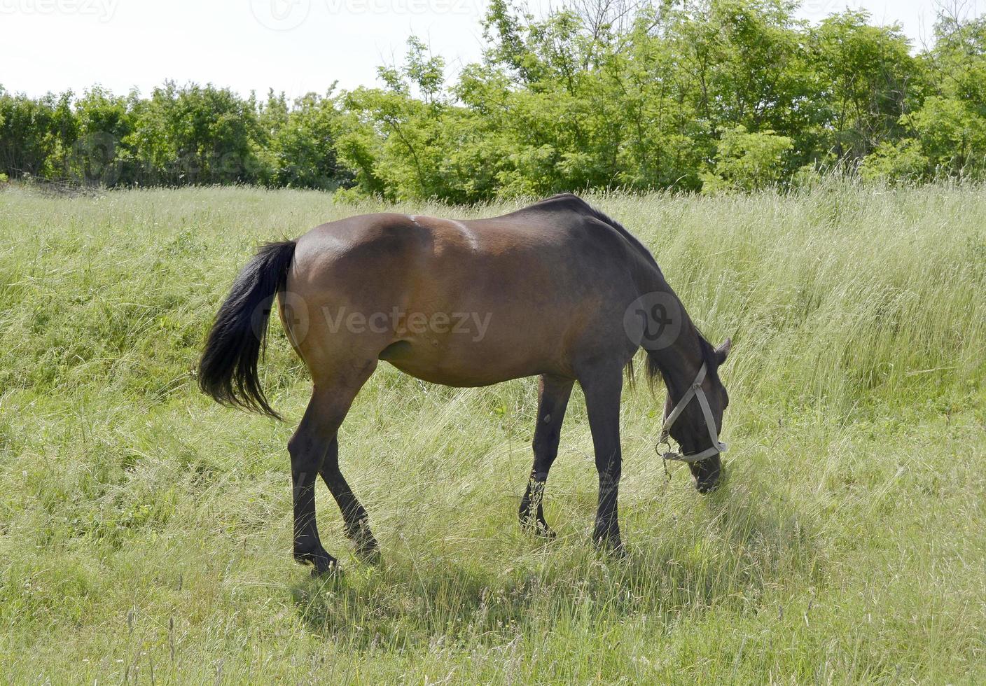 Hermoso semental de caballo marrón salvaje en la pradera de flores de verano foto