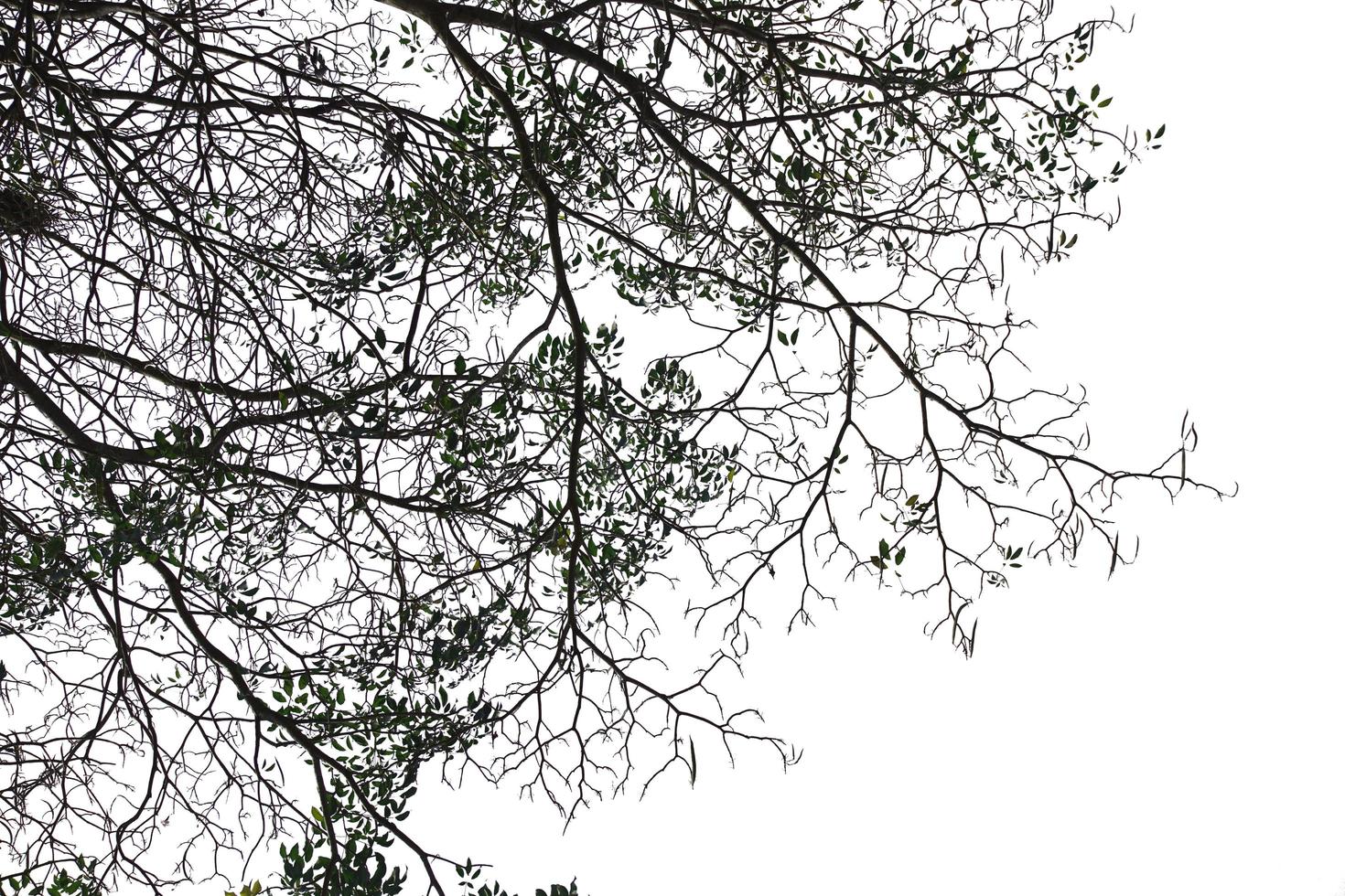 Isolated tree on white background photo