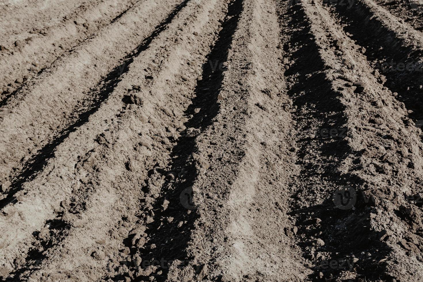 Furrow rows in organic field prepared for planting potatoes by hand. photo