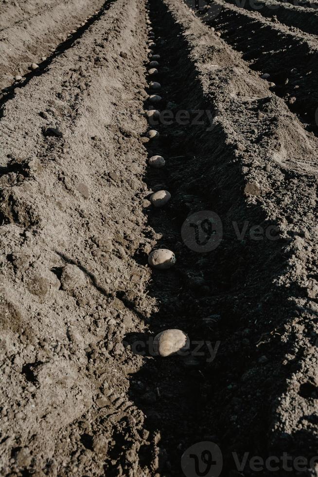 Furrow rows with potatoes in field prepared for planting manually photo