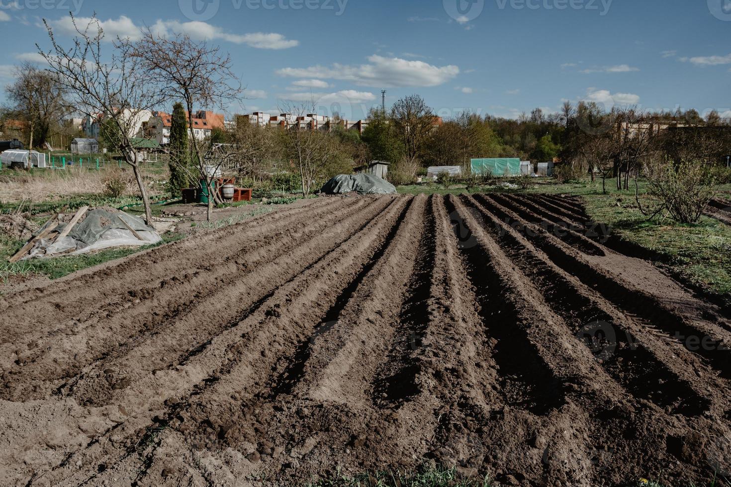 Hileras de surcos en campo orgánico preparado para plantar patatas manualmente foto