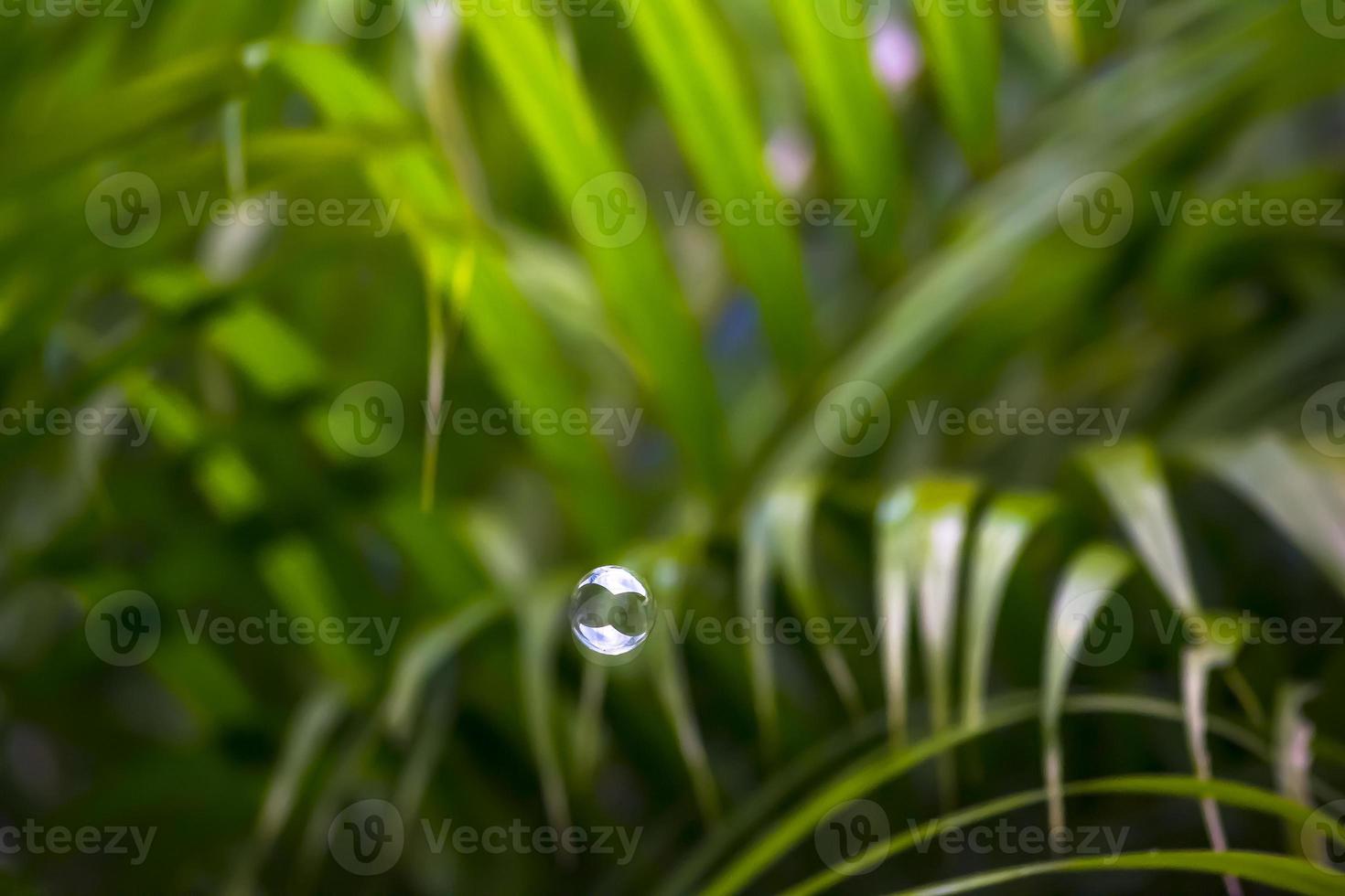 burbujas de agua flotando y cayendo sobre hojas verdes foto