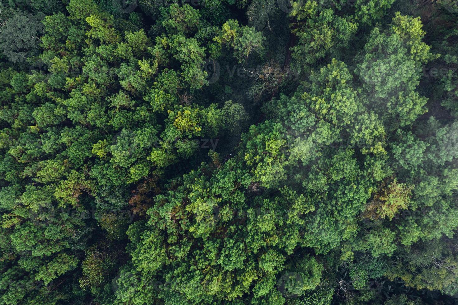 Pine forest in the mountains in the morning from above photo