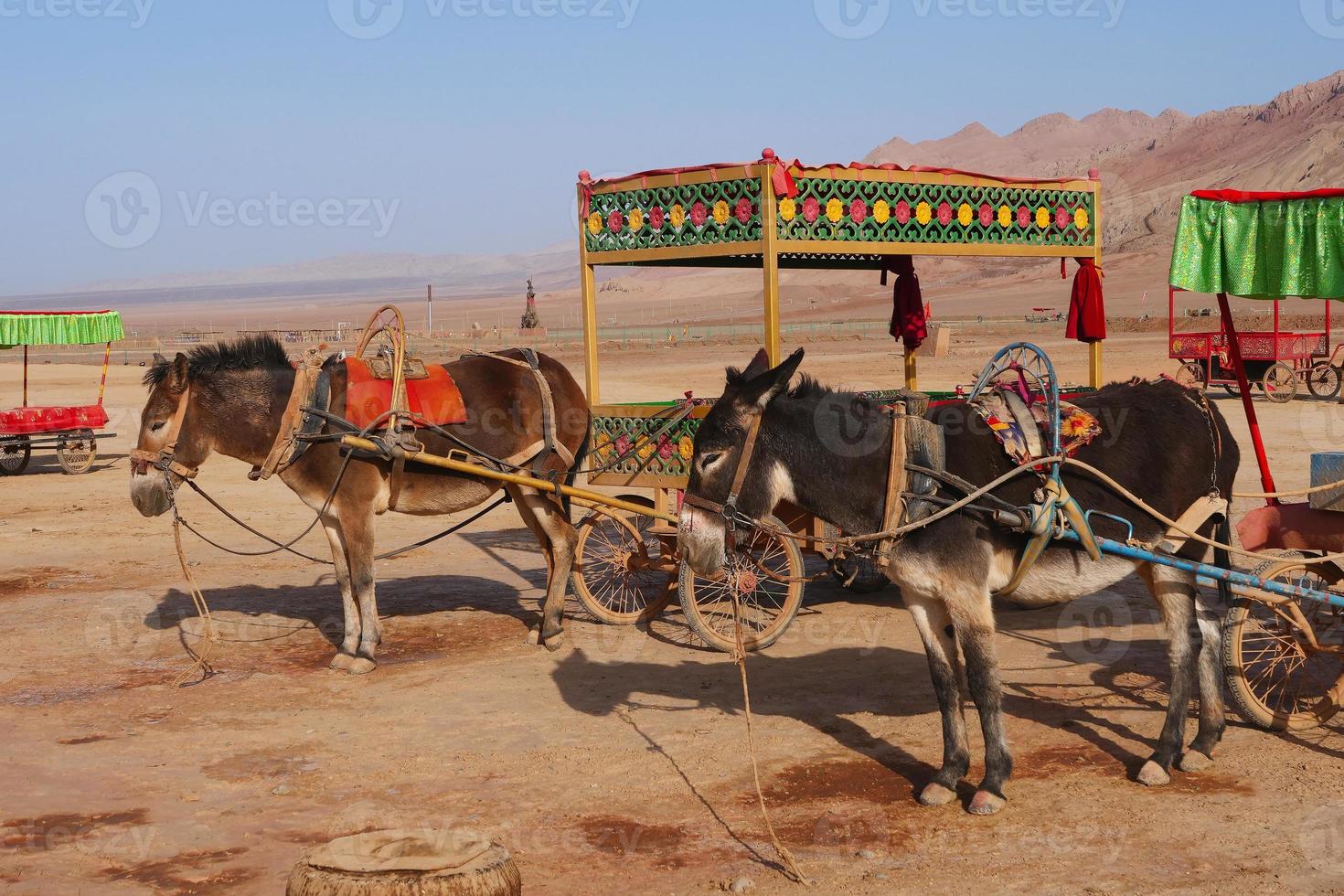 Montaña llameante y camello en la provincia china de turpan xinjiang. foto