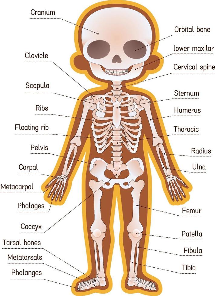 ilustración de esqueleto humano para niños vector