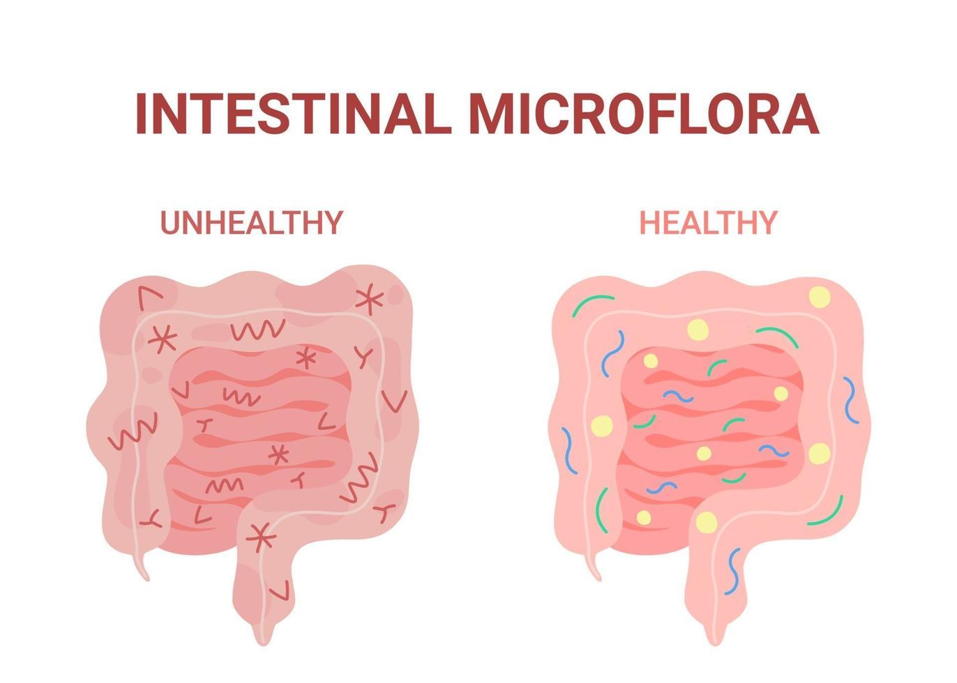 Healthy and unhealthy microflora. Harmful and beneficial bacteria vector