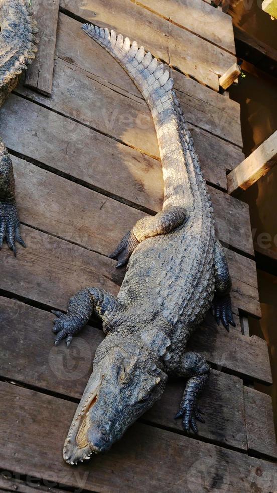 Crocodile in Tonle Sap lake in Siem Reap, Cambodia. photo