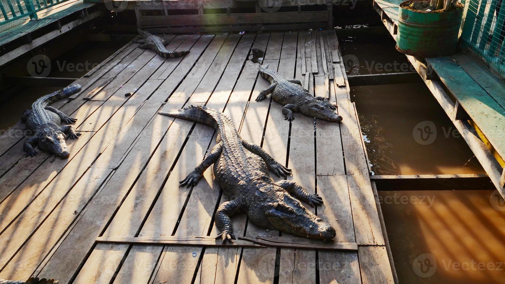 Crocodile in Tonle Sap lake in Siem Reap, Cambodia. photo