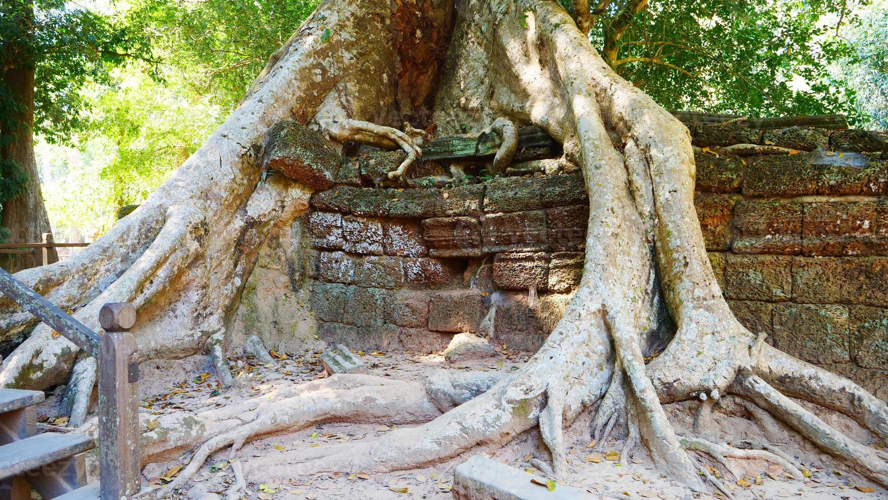 raíz de árbol y pared de roca de piedra en el templo de ta prohm siem reap foto