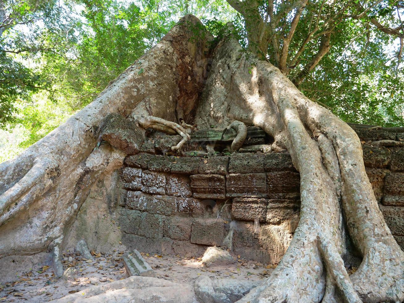 Tree root and stone rock wall at Ta Prohm Temple, Siem Reap Cambodia. photo