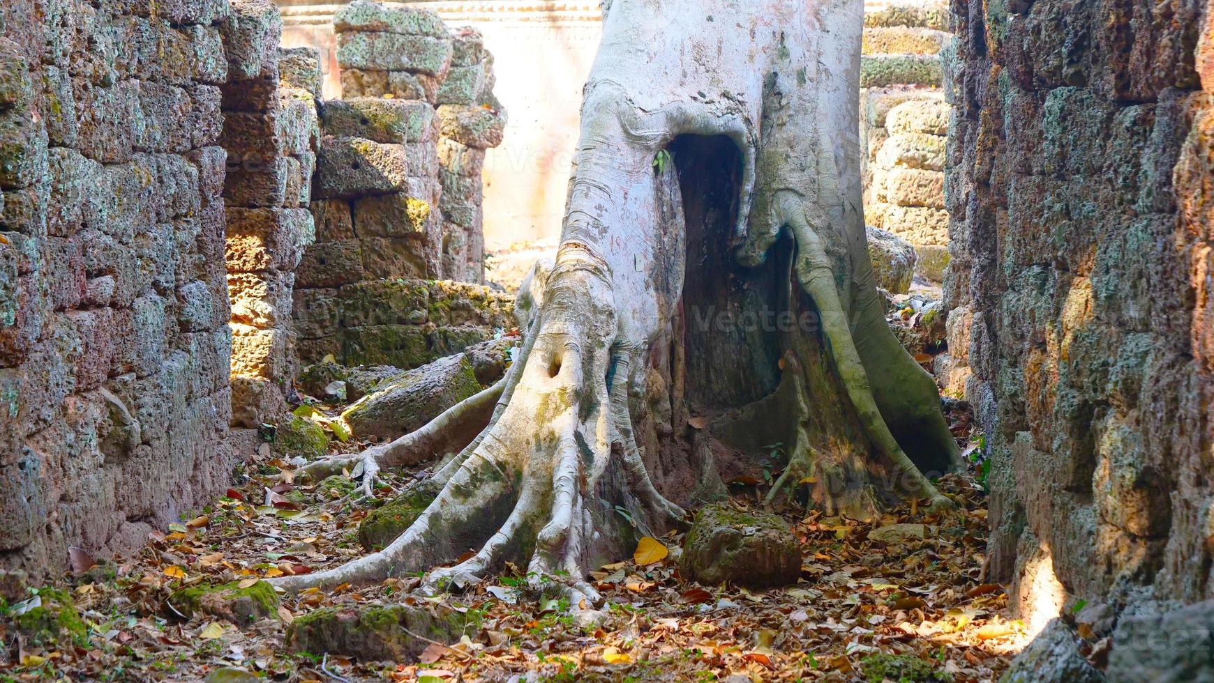 tronco de árbol raíz templo ta prohm, siem reap, camboya. foto