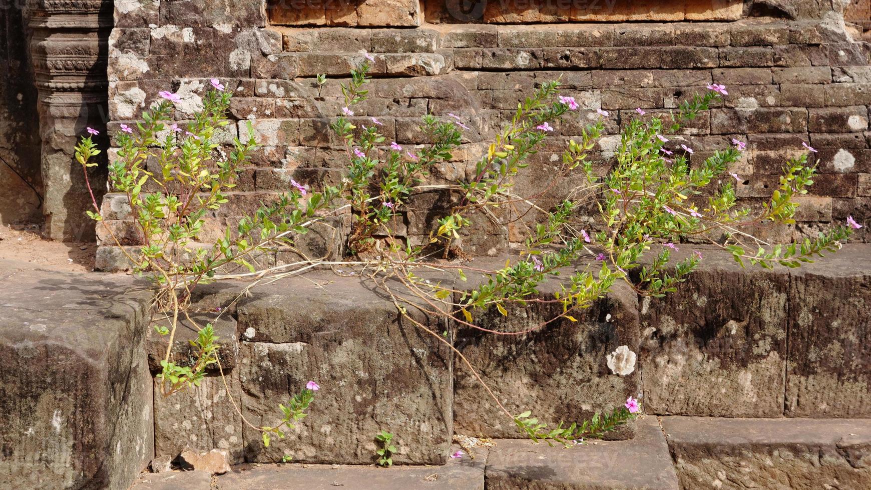 planta flor en la antigua ruina budista khmer de pre rup, siem reap foto