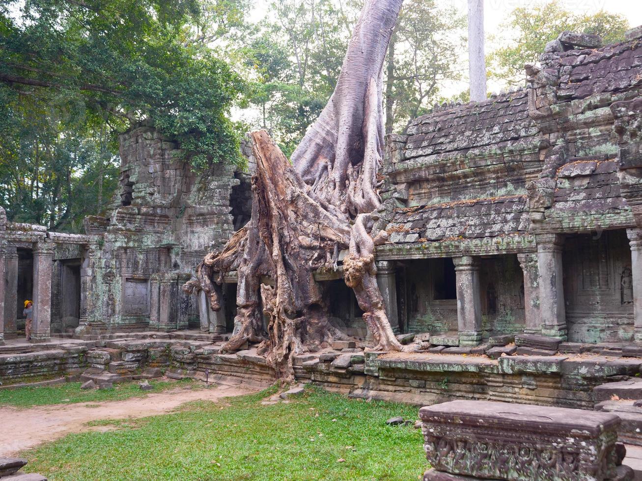 aerial tree root at Preah Khan temple, Siem Reap Cambodia photo