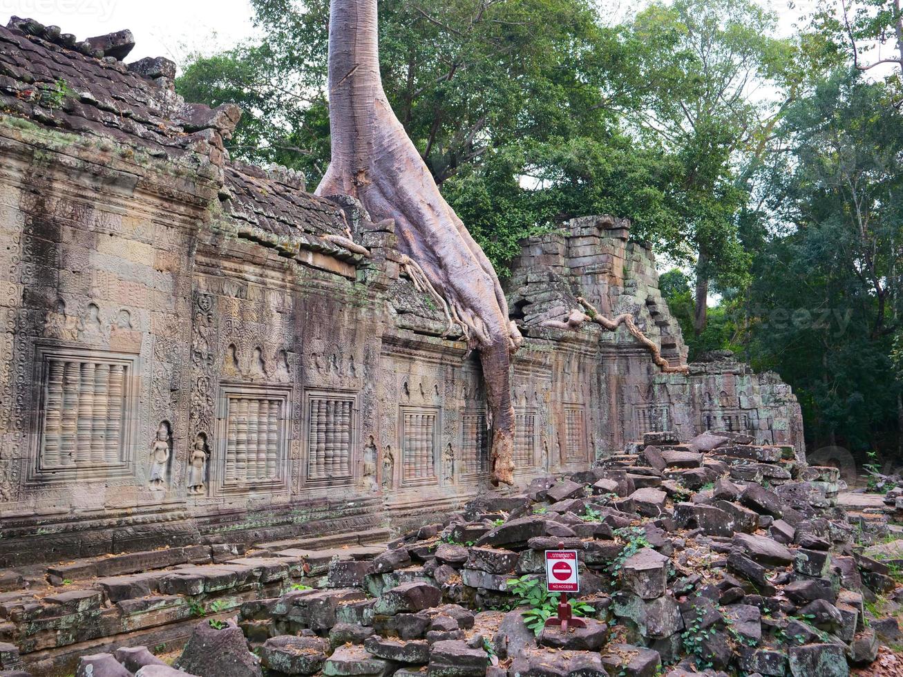 Raíz del árbol de antena en el templo de preah khan, siem reap, camboya foto