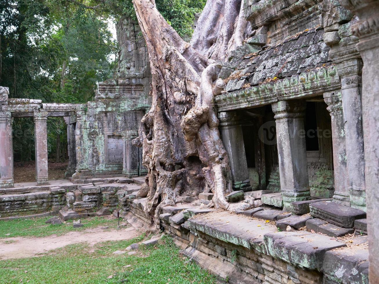 Raíz del árbol de antena en el templo de preah khan, siem reap, camboya foto