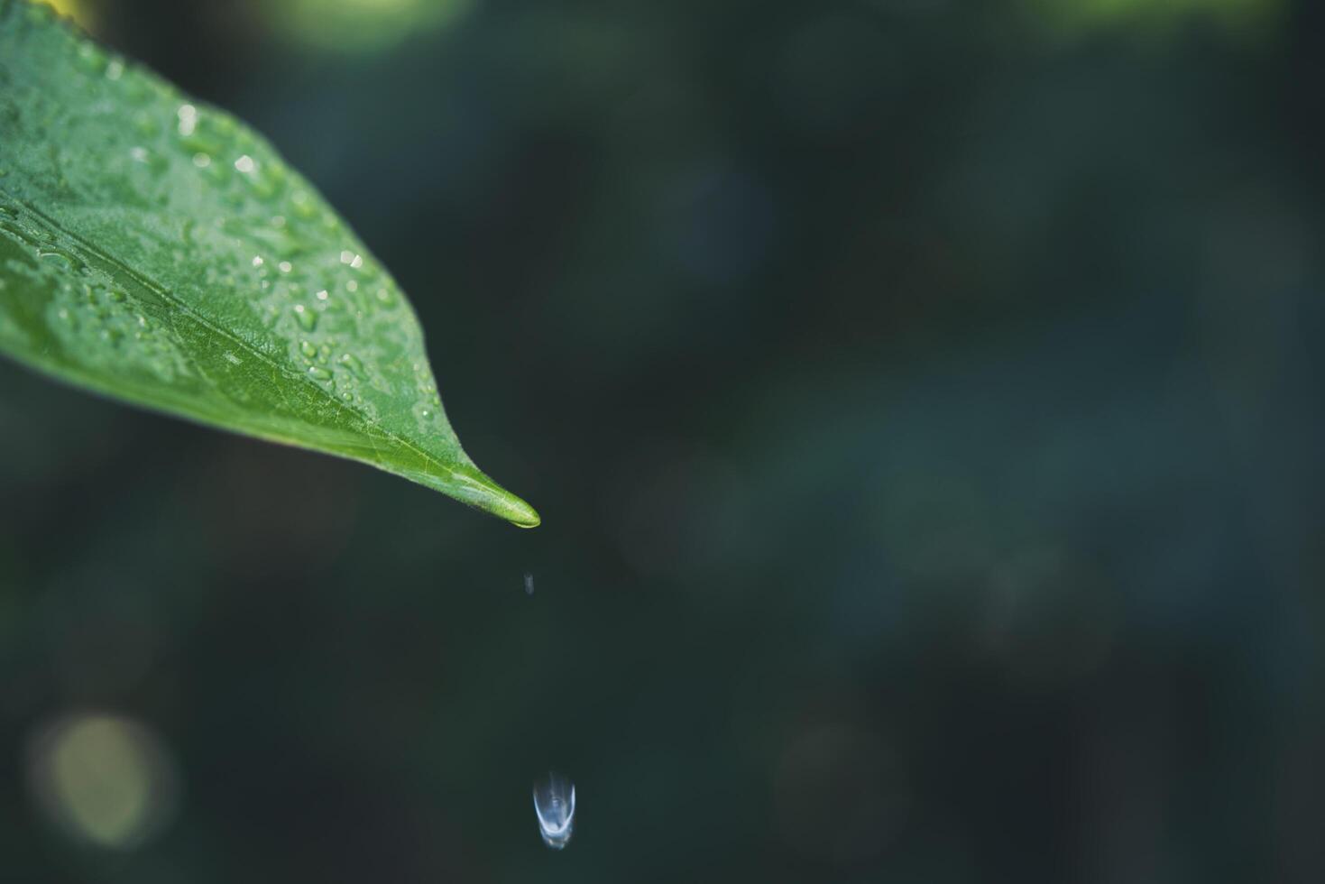 water drop and green leaf photo