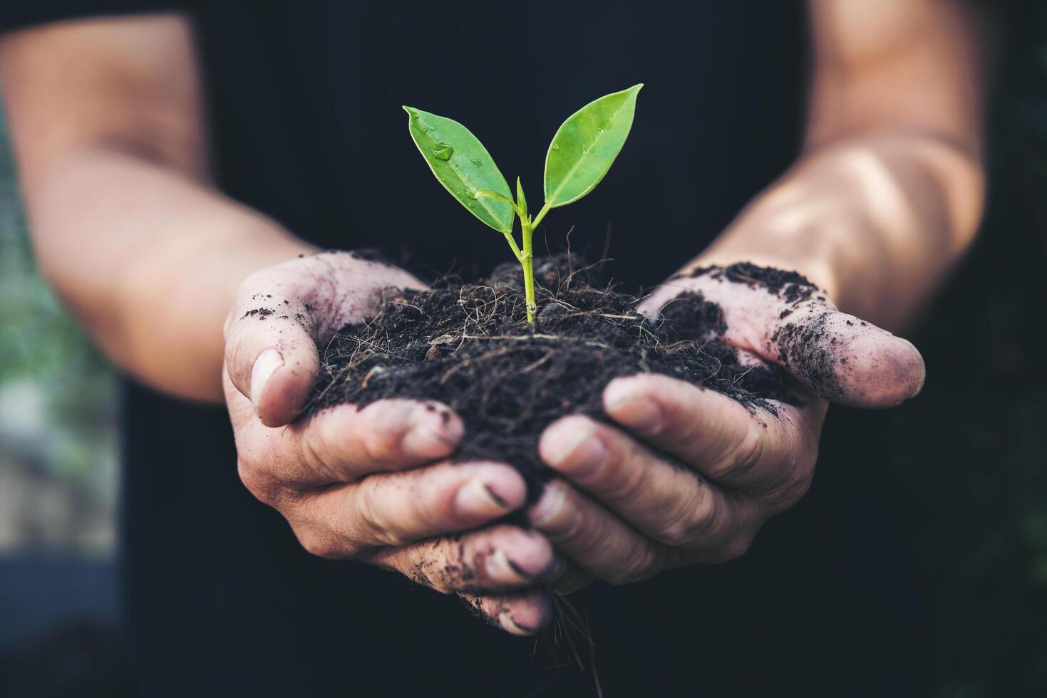 dos manos de los hombres sostenían la plántula para plantar. foto